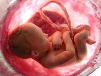 placenta
